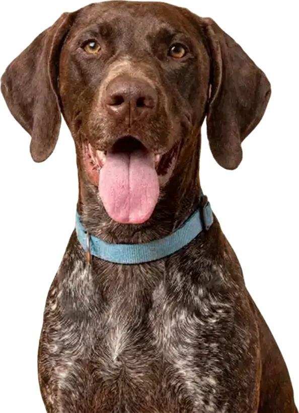 Cachorro da comunidade bollball