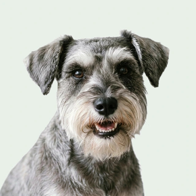 Cachorro da comunidade bollball