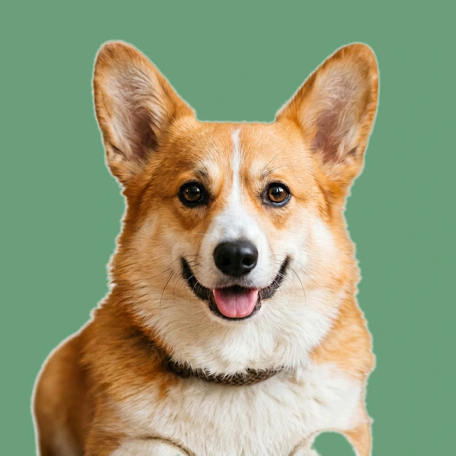 Cachorro da comunidade bollball