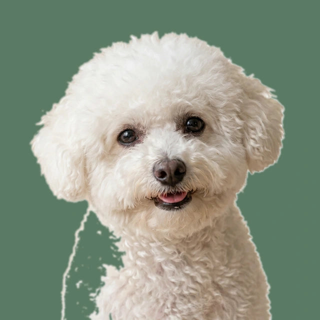 Cachorro da comunidade bollball