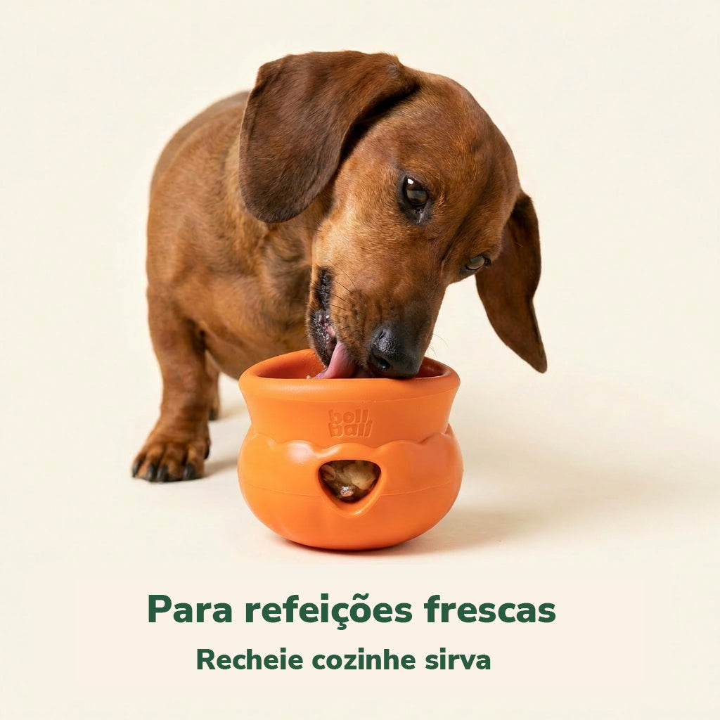 cachorro usando bollball laranja em refeicao fresca
