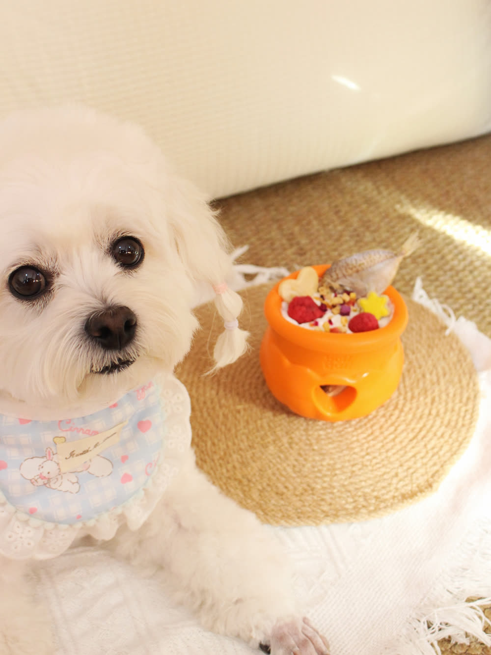 Cachorro ao lado de um bollball preparado com comida