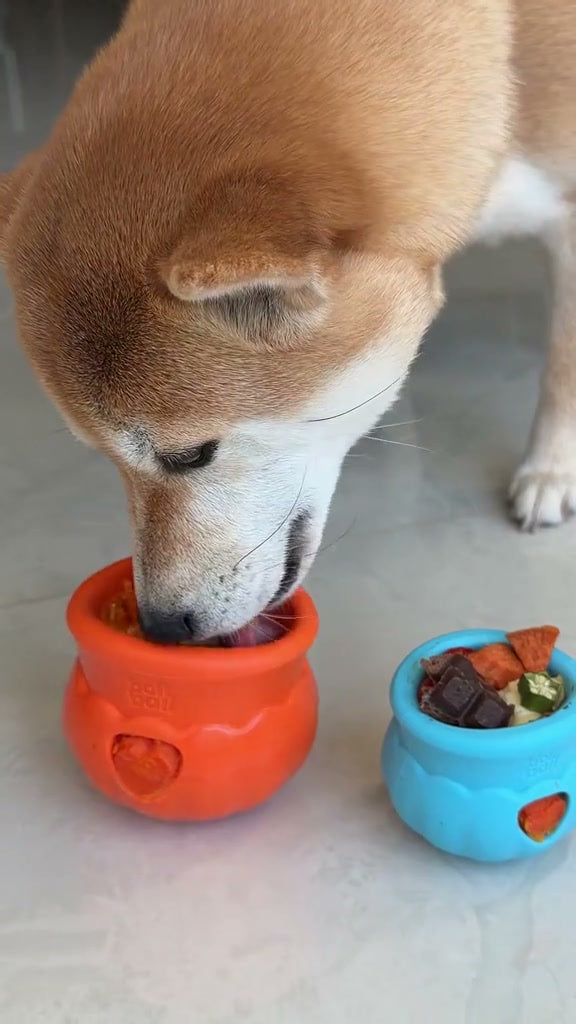Cachorro da comunidade bollball