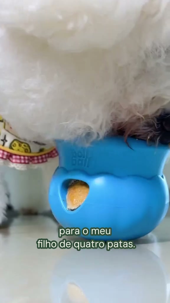 Cachorro da comunidade bollball