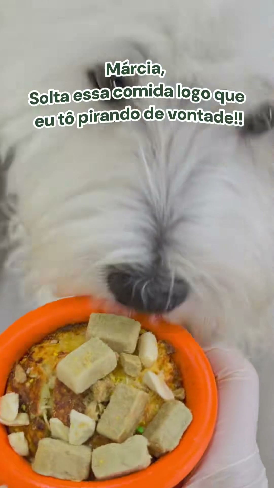 Cachorro da comunidade bollball